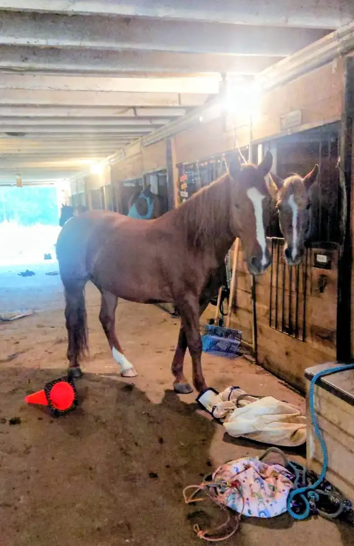 Can you imagine what would happen if one of our mustangs got loose?!?!? Ohhhhh wait!!! It did happen... pretty dang unev...
