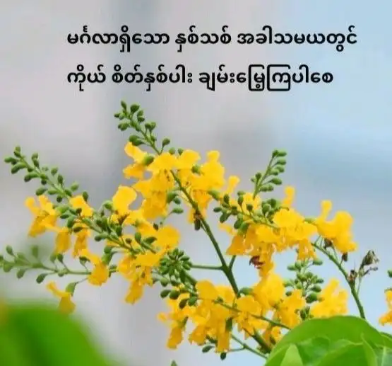 **🌿 နှစ်သစ်မြန်မာ ဆုတောင်းစာ 🌿**  *"ဒီနှစ်သစ်မှာ...*  *အိမ်တိုင်းအေးချမ်း*  *စိတ်တိုင်းပျော်ရွှင်*  *လူတိုင်းကျန်းမာ*  *...